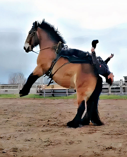 Man Shows The Trust He Has On His German Draft Horse